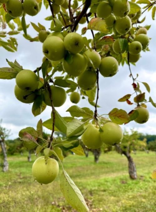 A cluster of green apples.