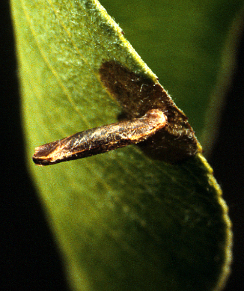  Cigar casebearer larva builds and hides in a cigar-shaped shelter. 