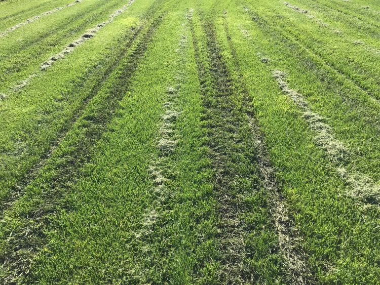 Mowing through wet areas can create ruts and compact the soil. Photo by Kevin Frank, MSU.