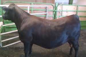 Crossbreeding Jersey Cows With A Beef Sire Increases The Value Of Crossbred Jersey Calves Compared With Purebred Jersey Steers When Raised For Beef Production Dairy