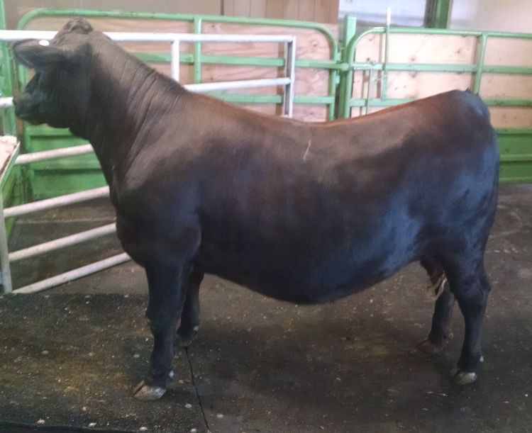 Jersey bull best sale