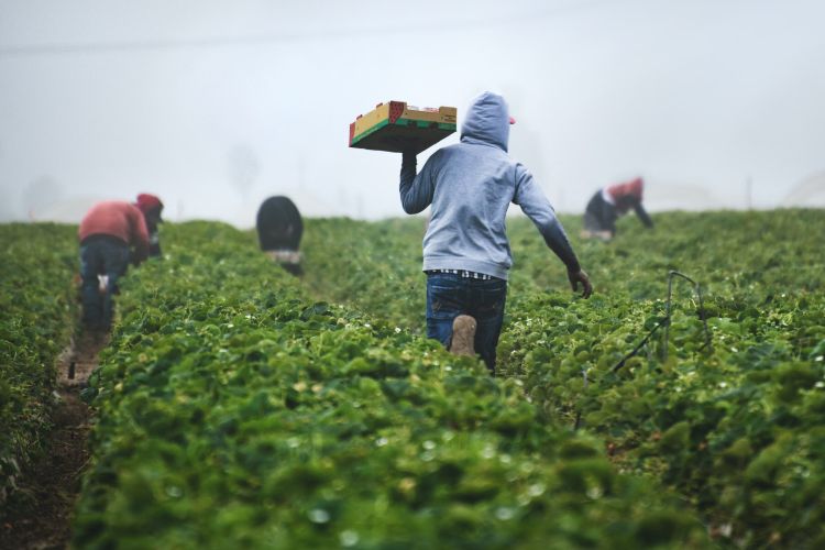 Agricultural workers in a strawberry field.