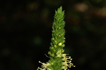 Yellow giant hyssop