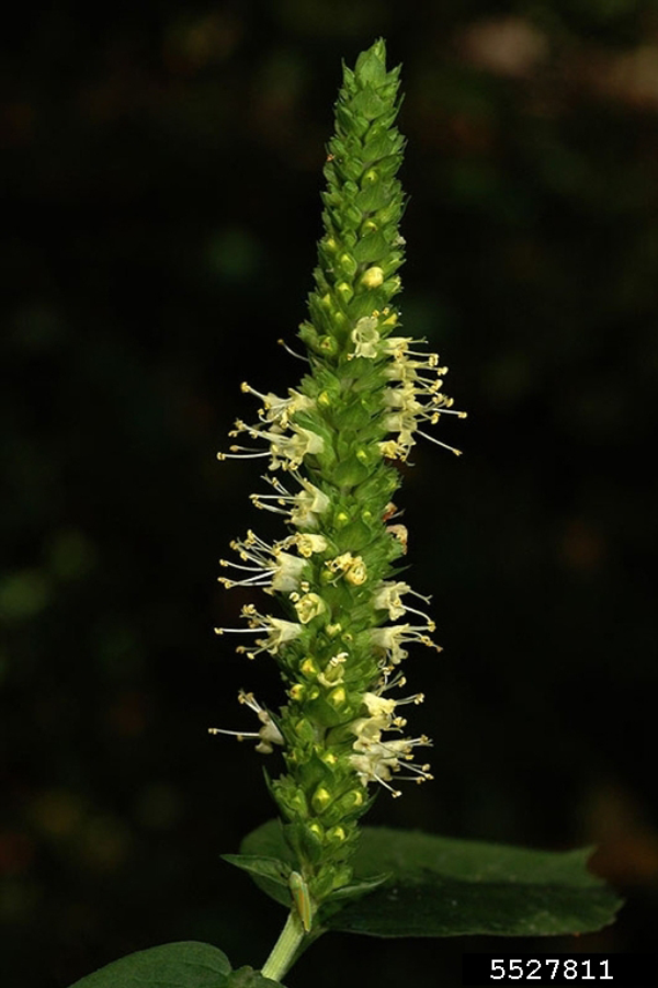 Yellow giant hyssop