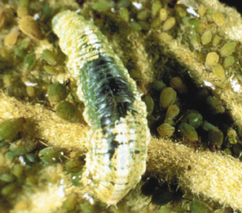Syrphid fly larva.