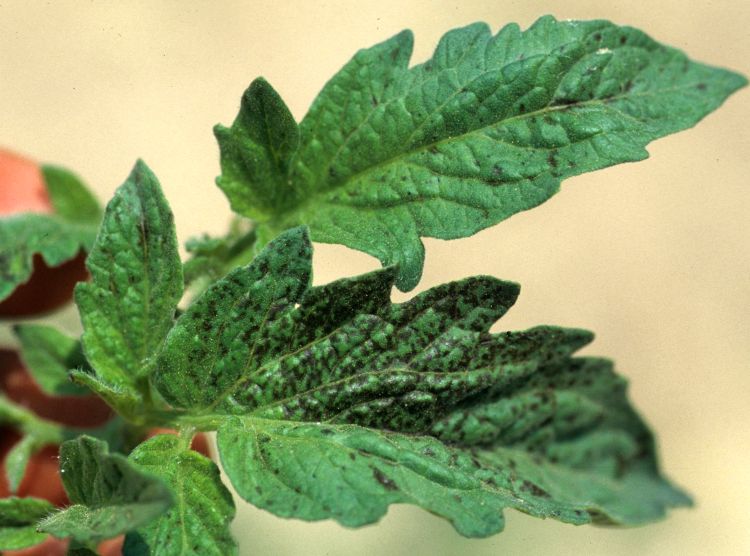 Tomato spotted wilt virus on leaves. Photo credit: Gerald Holmes, California Polytechnic State University at San Luis Obispo, Bugwood.org