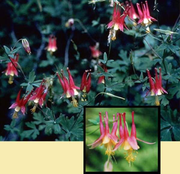 Columbine