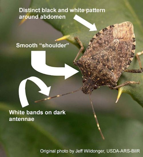 Distinguishing features of the adult brown marmorated stink bug include a distinct black and white banding along the margin of their abdomen, smooth “shoulders” and white bands on their dark antennae. Original photo by Jeff Wildonger, USDA-ARS-BIIR