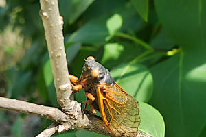 Periodical cicadas are emerging: Should Michigan fruit growers be concerned?
