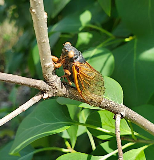 Periodical cicada on tree branch.