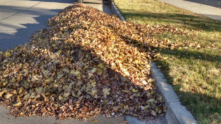 Save time and hassle of raking leaves by simply mulching them into your lawn, improving your lawn's growth and health. Photo: Rebecca Krans, MSU Extension.