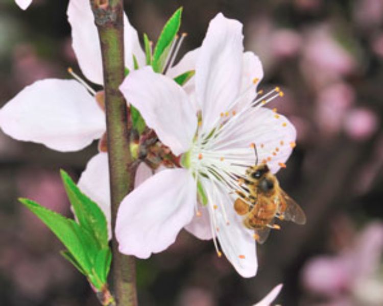 Zachary Huang's team found queen bees are crucial for avoiding inbreeding.