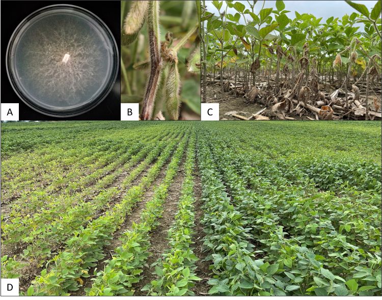 4 different images of symptoms of Phytophthora sojae and Phytophthora root
