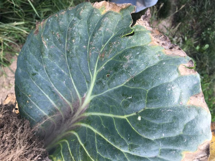 Cabbage with the characteristic V-shaped yellowing, with some areas taking on a dried, charred appearance. All photos: Marissa Schuh, MSU Extension.