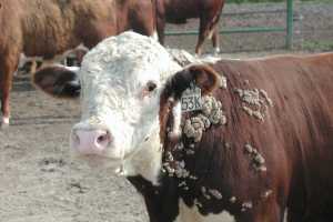 warts treatment in cows