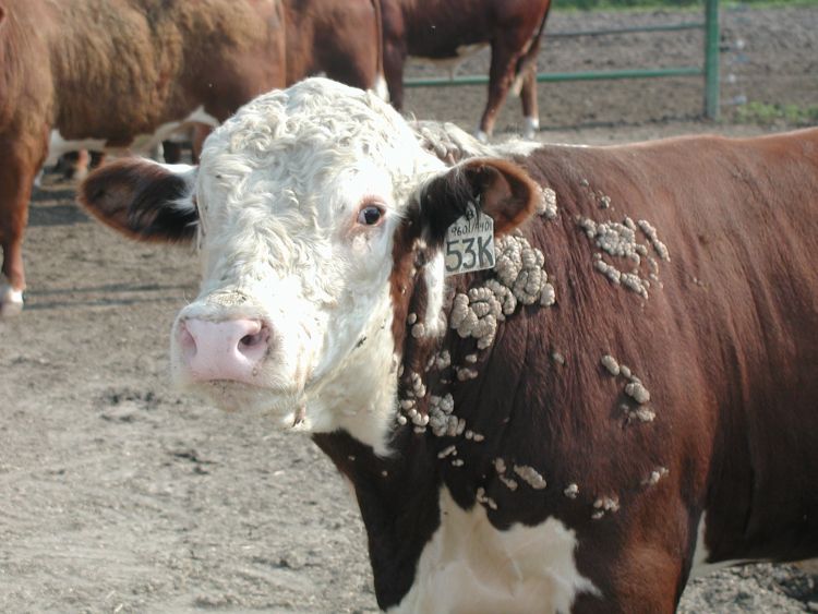 Three common summer cattle diseases - MSU Extension