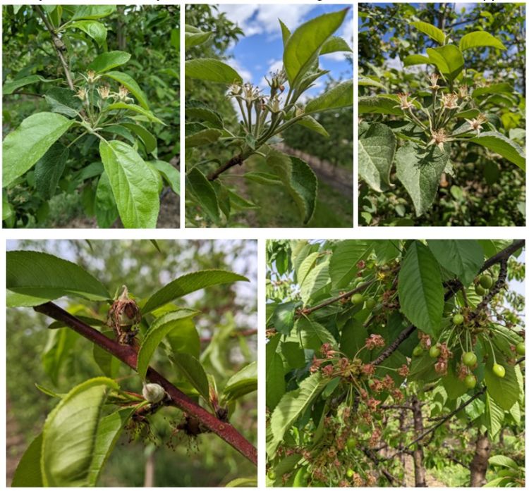 Tree fruit.