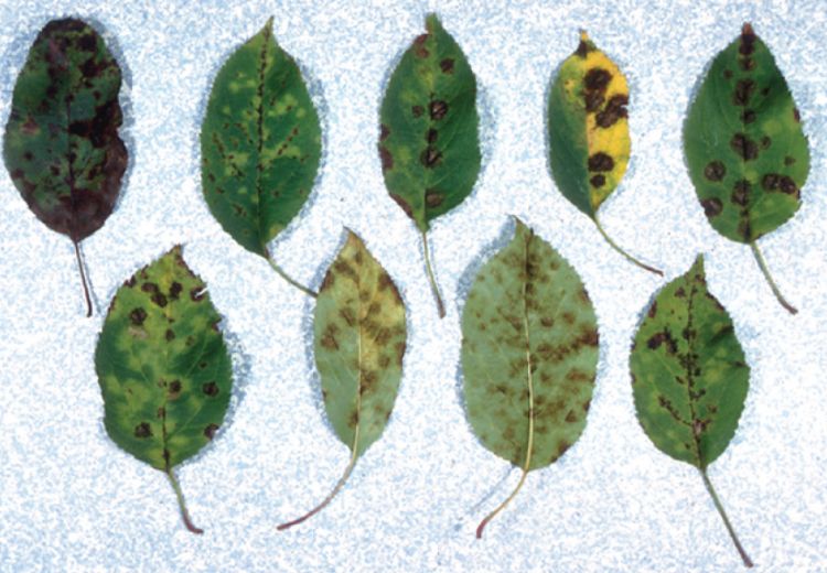 Nine apple leaves with brown spots on them.