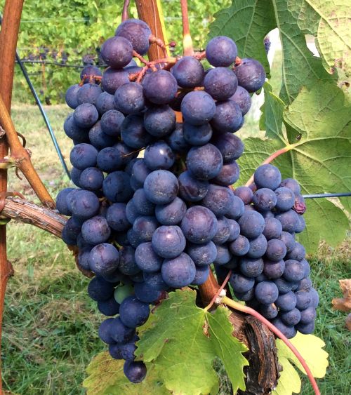 Cabernet Franc grape clusters