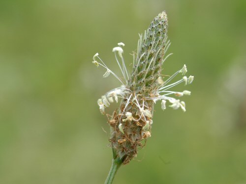  buckhorn plantain3.jpg 