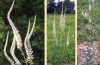 Culver's root