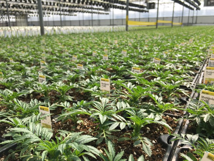 Marigold production in a greenhouse