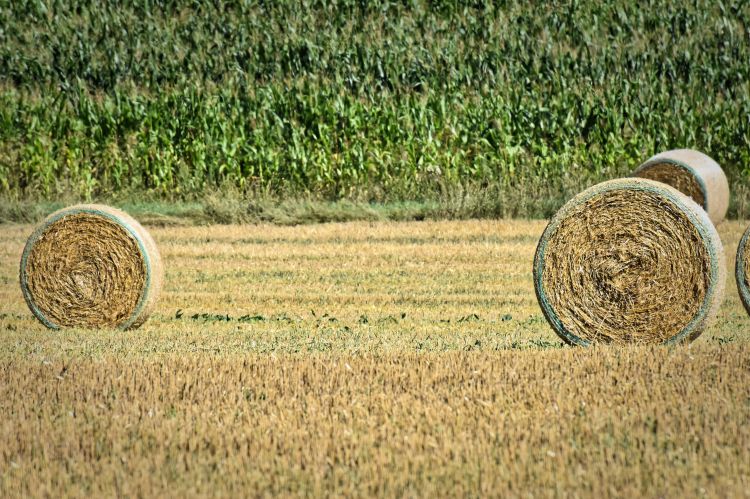 Hay bales