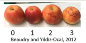 Auxins and ABA promote vascular function and reduce bitter pit of Honeycrisp apples