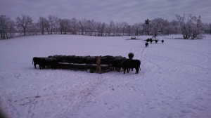 Winter beef cow diets with low quality forages