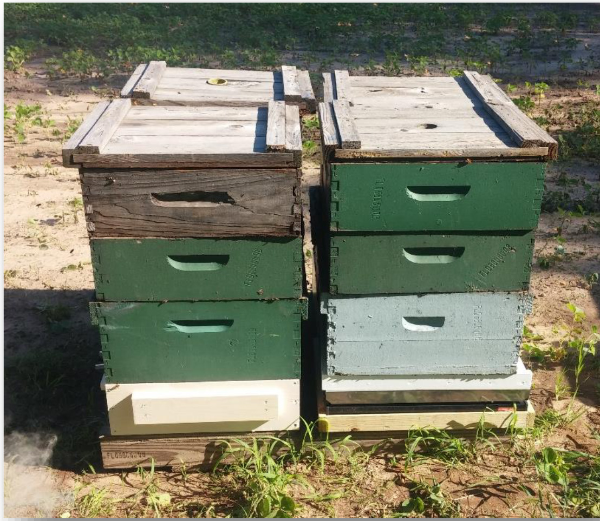 Learn about natural building and beekeeping and co-create our