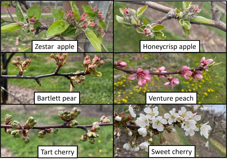 Apple, peach, pear, sweet cherry and tart cherry growth stages.