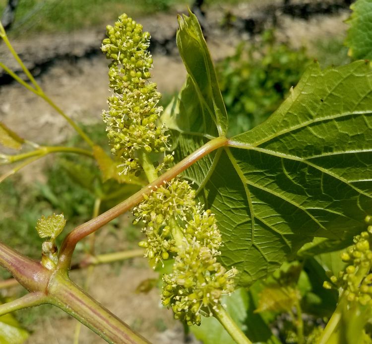 Vignoles in bloom