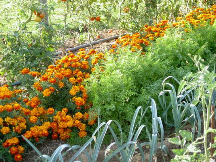 Marigolds planted amongst other gardening crops.