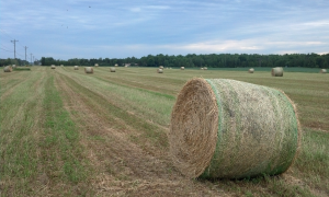 Wet spring, wet soils, and wet hay…what should a dry hay producer do?
