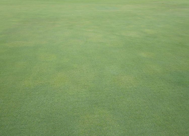 Early symptoms of Pythium root dysfunction