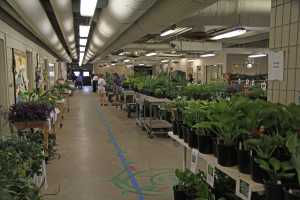 Indoor plant sale washtenaw august 2019