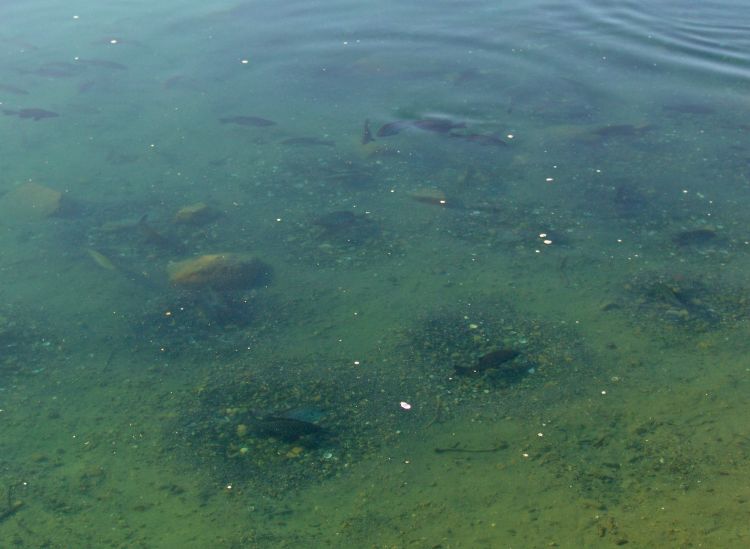 The rock circles in this photo are fish nests. These fish are getting ready to spawn. Image courtesy of Brent Myers via Flickr, CC BY 2.0.
