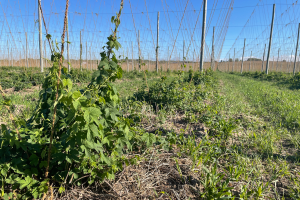 Hop crop report for the week of May 23, 2022