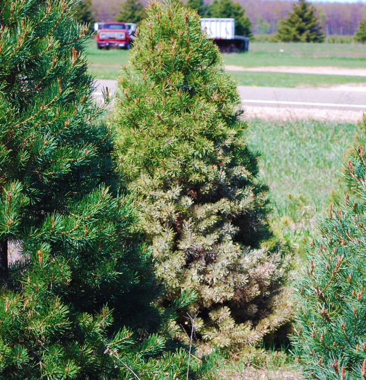 Pine needle scale infestation on bottom of Scots pine due to poor pesticide coverage.