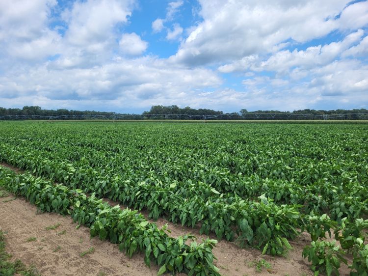 A pepper field.