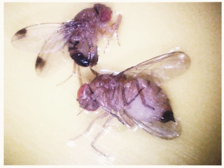Female and male spotted wing Drosophila.