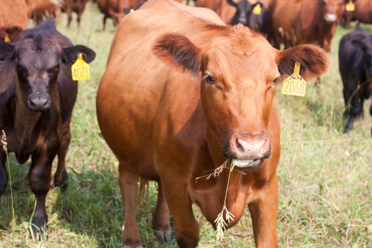 Red angus cattle at the MSU AgBioResearch Lake City Research Center