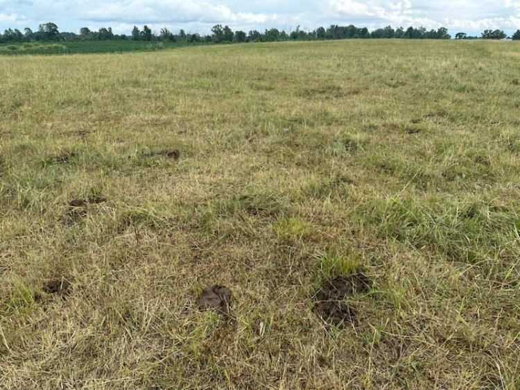 Residue from cattle in a field.