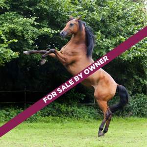 Defining horse jargon: Horse sale terms