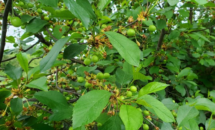 Tart cherries at 12 millimeters in size.