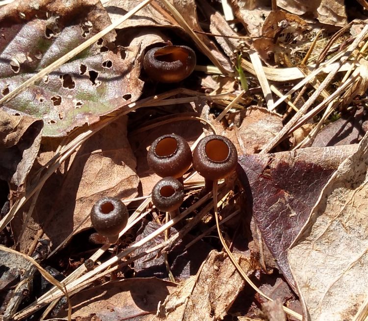 Mummy berry apothecia