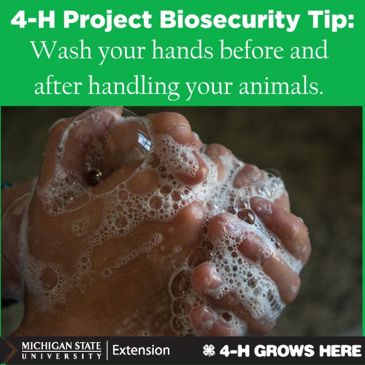 A photo of soapy hands. Text that says 4-H project biosecurity tip: wash your hands before and after handling your animals.
