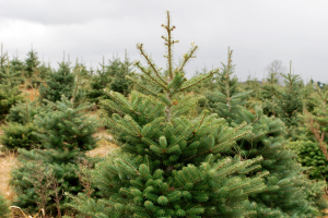 Christmas tree scouting recommendations by region