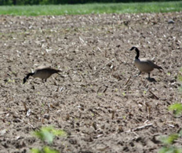 Canada geese can outlet you eat vegetables