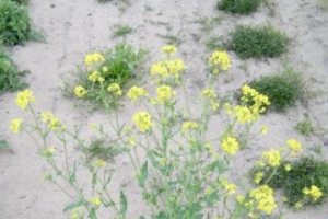 Wild mustard – Sinapis arvensis